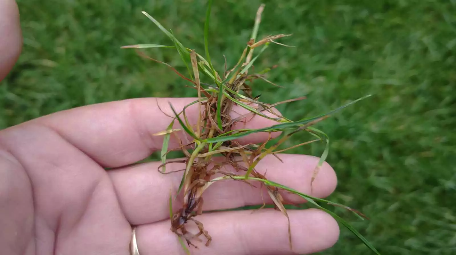 Trávník není kurník! Přestaňte ho bezhlavě prohazovat vápnem-4