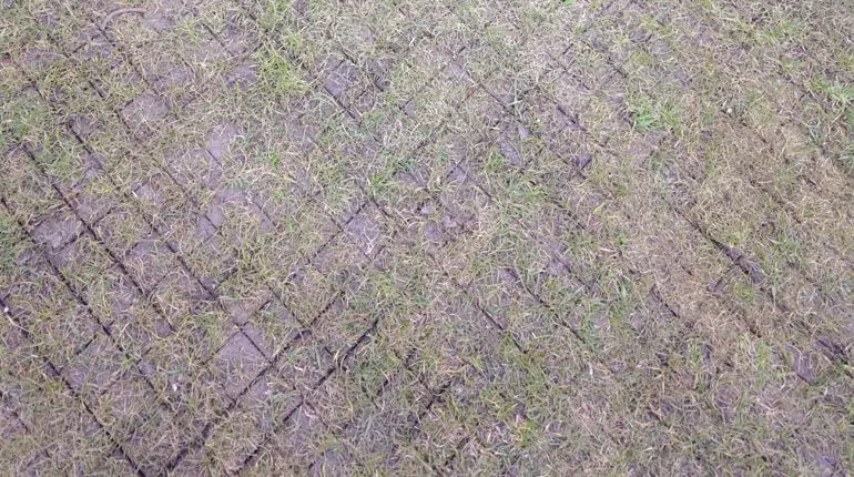 Trávník není kurník! Přestaňte ho bezhlavě prohazovat vápnem-5