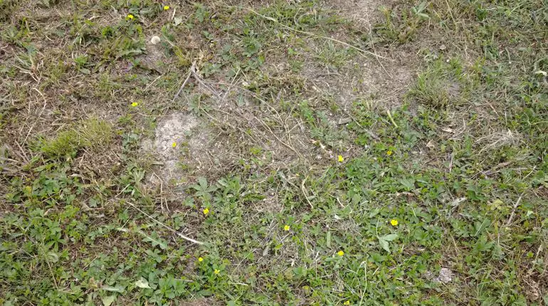 Další ze série trávníků založených na místě, kde se snad ani plevelu nedaří. Ruce mám pořád špinavé slideshow1