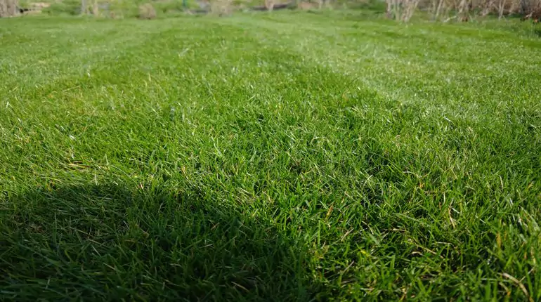 Zhodnocení stavu trávníku