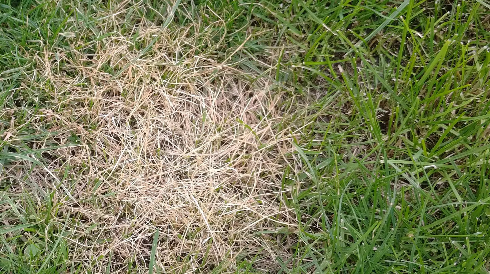 Ochrana a léčba trávníku