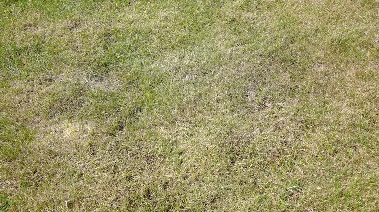 Vyčesávání trávníku